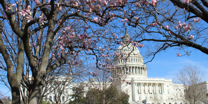 5 Historical Facts About Washington, DC's Cherry Blossom Festival
